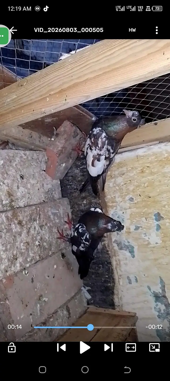 chira breeding ki 100 percent gartee wathspp no 03246300364 — photo 7