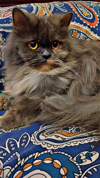persian cat named jessy with an outstanding fur