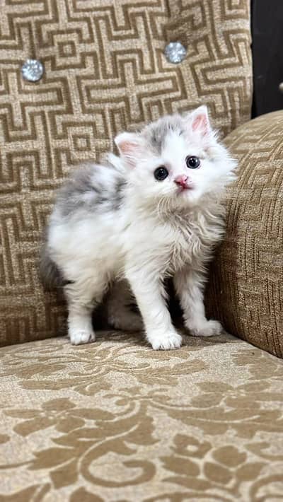 Persian kitten for sale