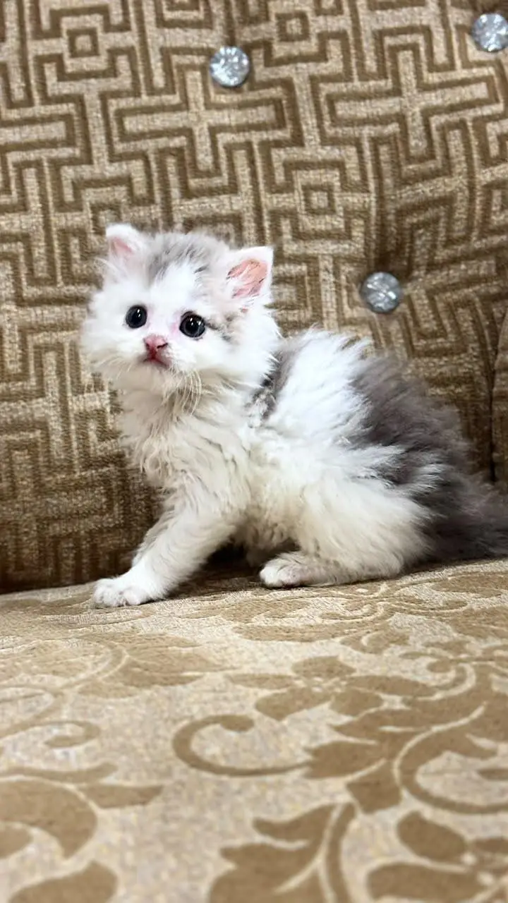 Persian kitten for sale — photo 2