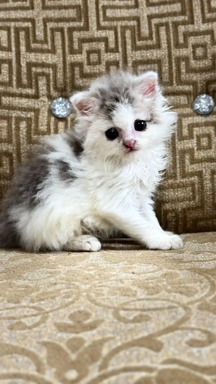 Persian kitten for sale — photo 3