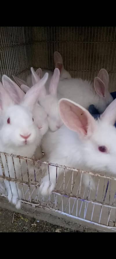 newzeland white bunnies pair sale in Karachi