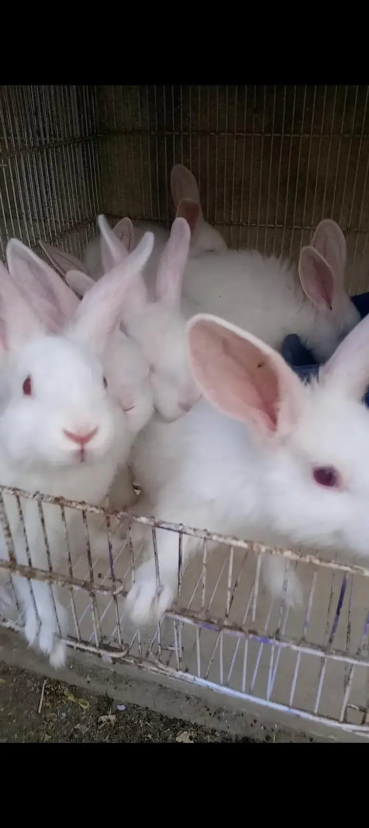 newzeland white bunnies pair sale in Karachi