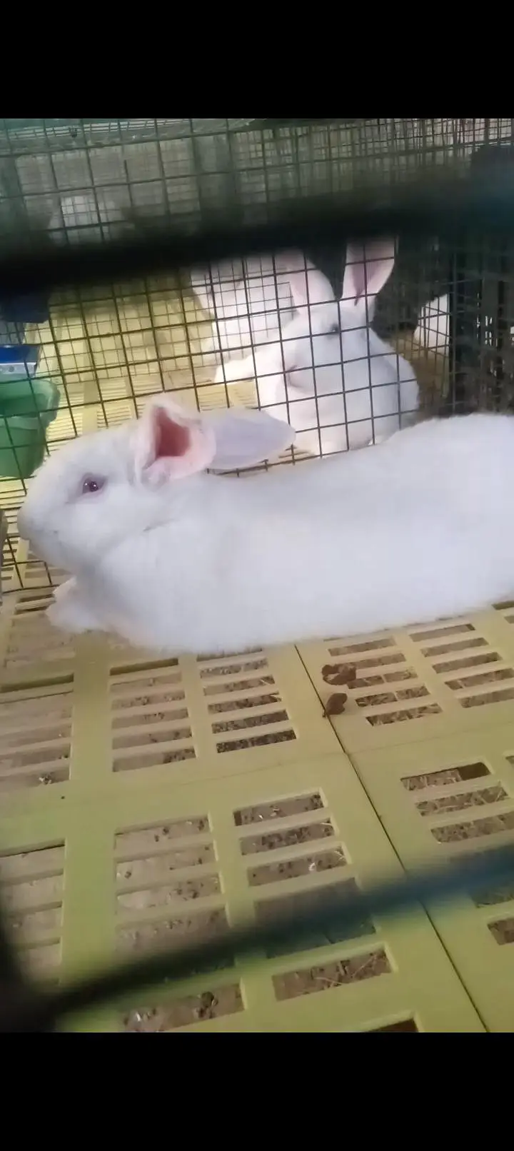 newzeland white bunnies pair sale in Karachi — photo 2