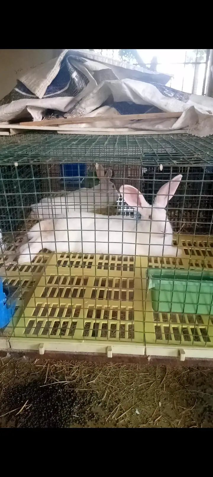 newzeland white bunnies pair sale in Karachi — photo 3
