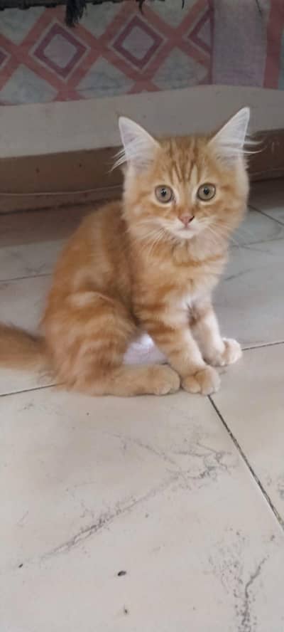 persian cat baby 03704828759