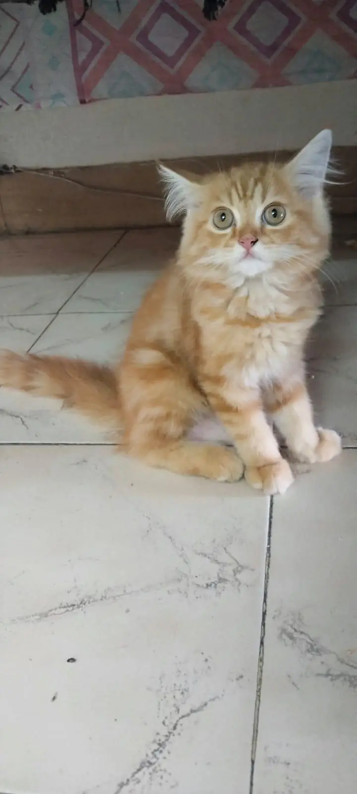 persian cat baby 03704828759 — photo 2