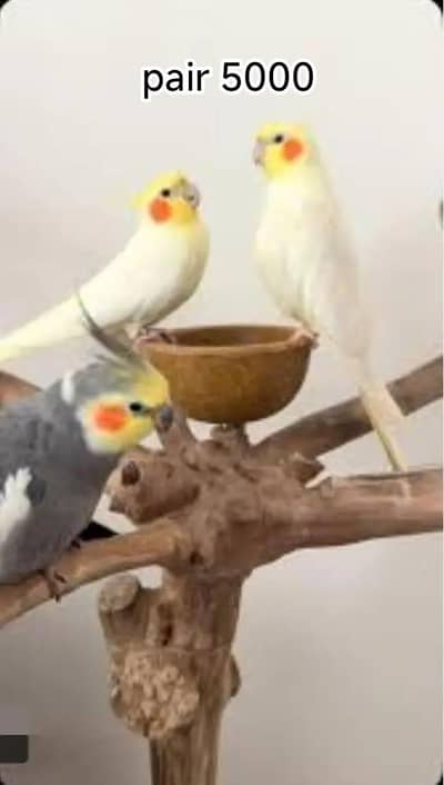 Budgies N Australian Parrots For Sell