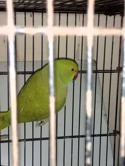 breeder female