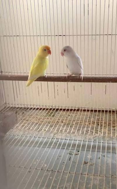 breeder pair