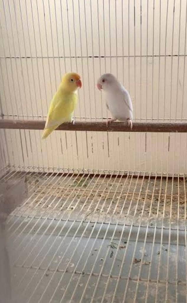 breeder pair 0