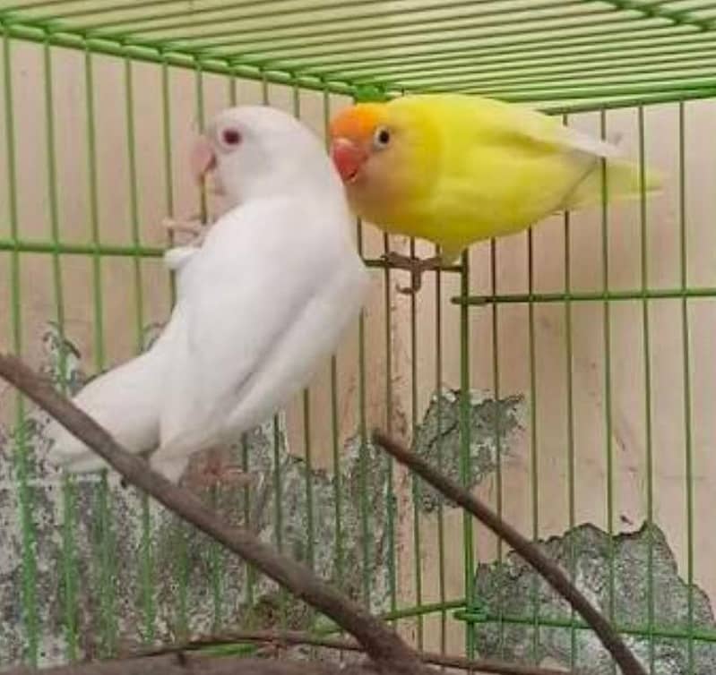 breeder pair 1