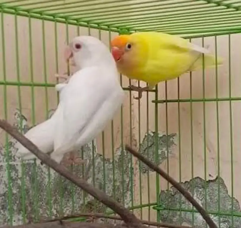 breeder pair — photo 2