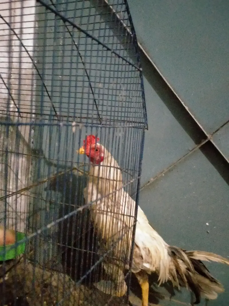 Aseel pair white cheena — photo 5