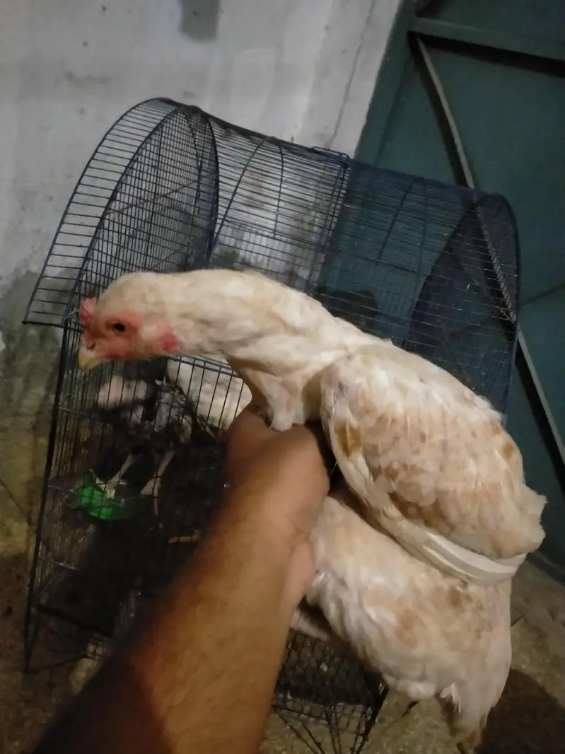 Aseel pair white cheena — photo 9