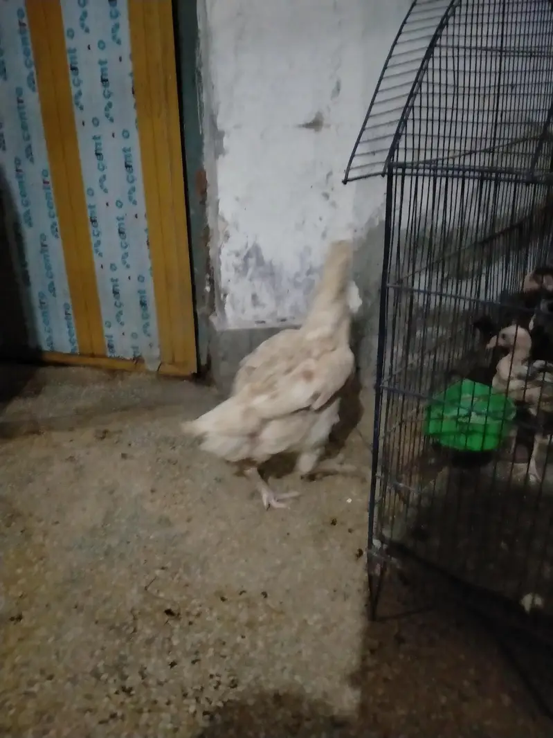 Aseel pair white cheena — photo 10