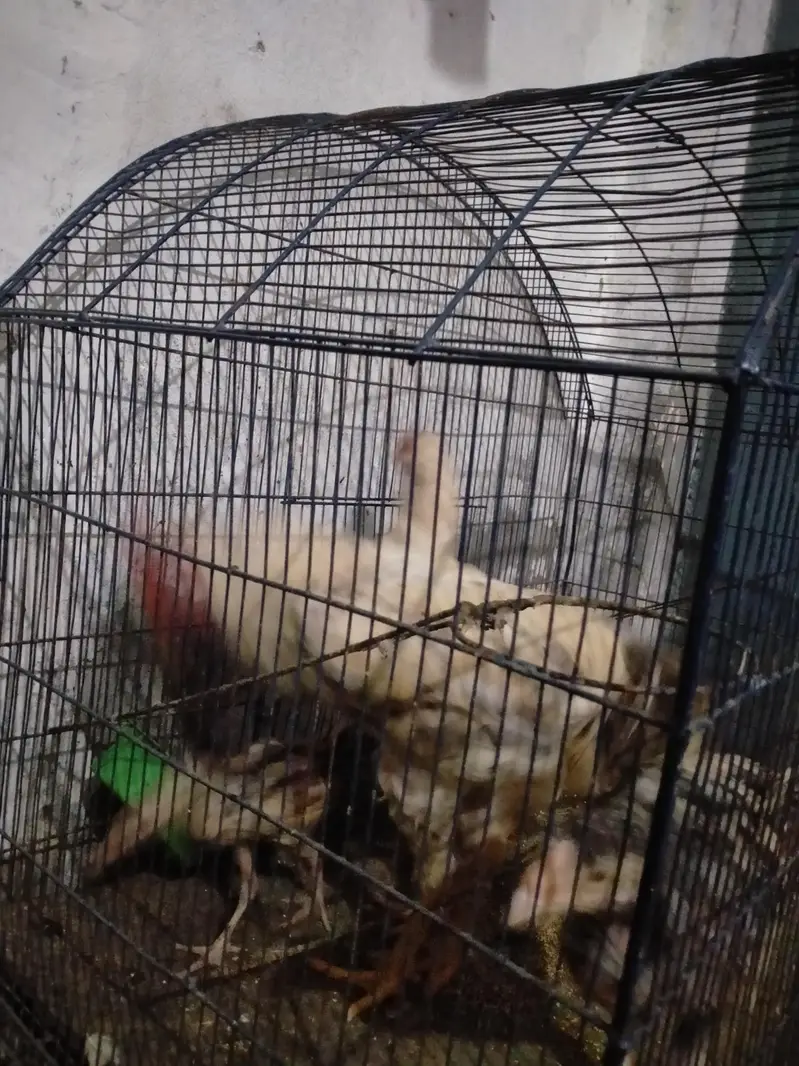 Aseel pair white cheena — photo 11