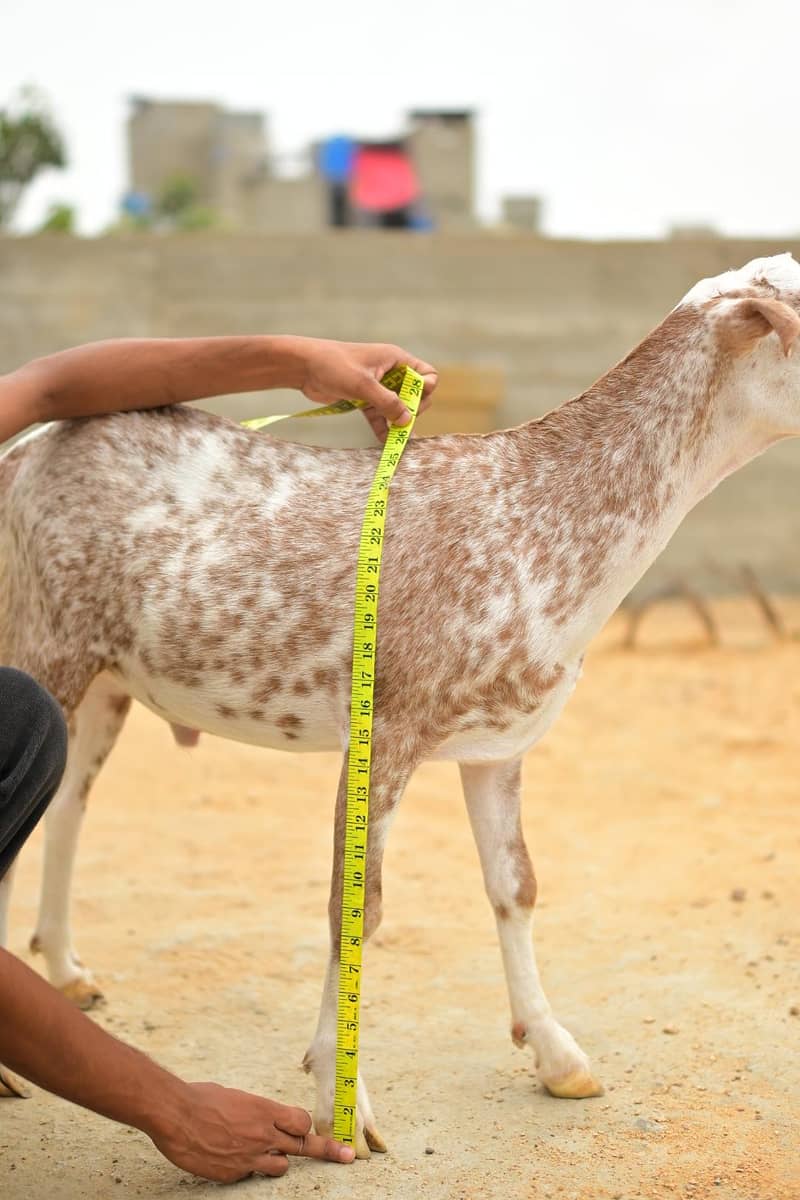 teddy bakra 1