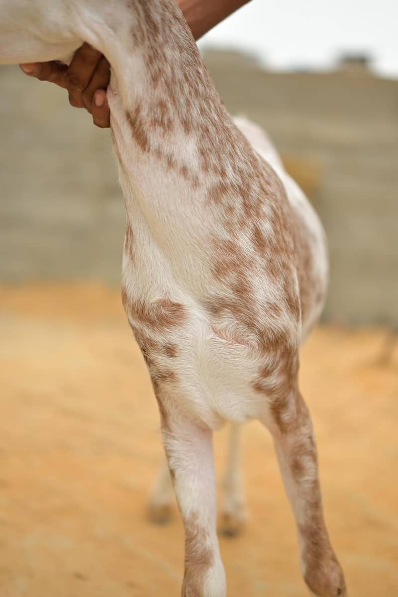 teddy bakra 4