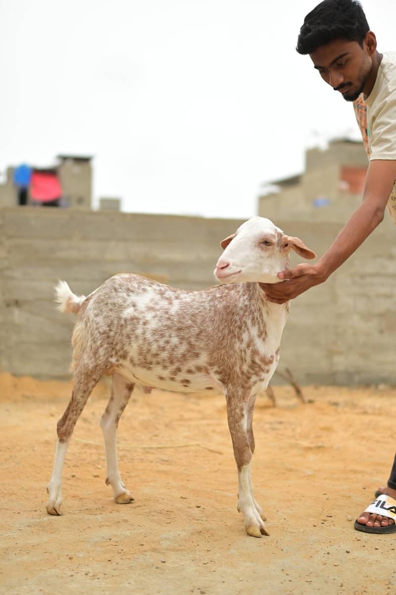 teddy bakra 5