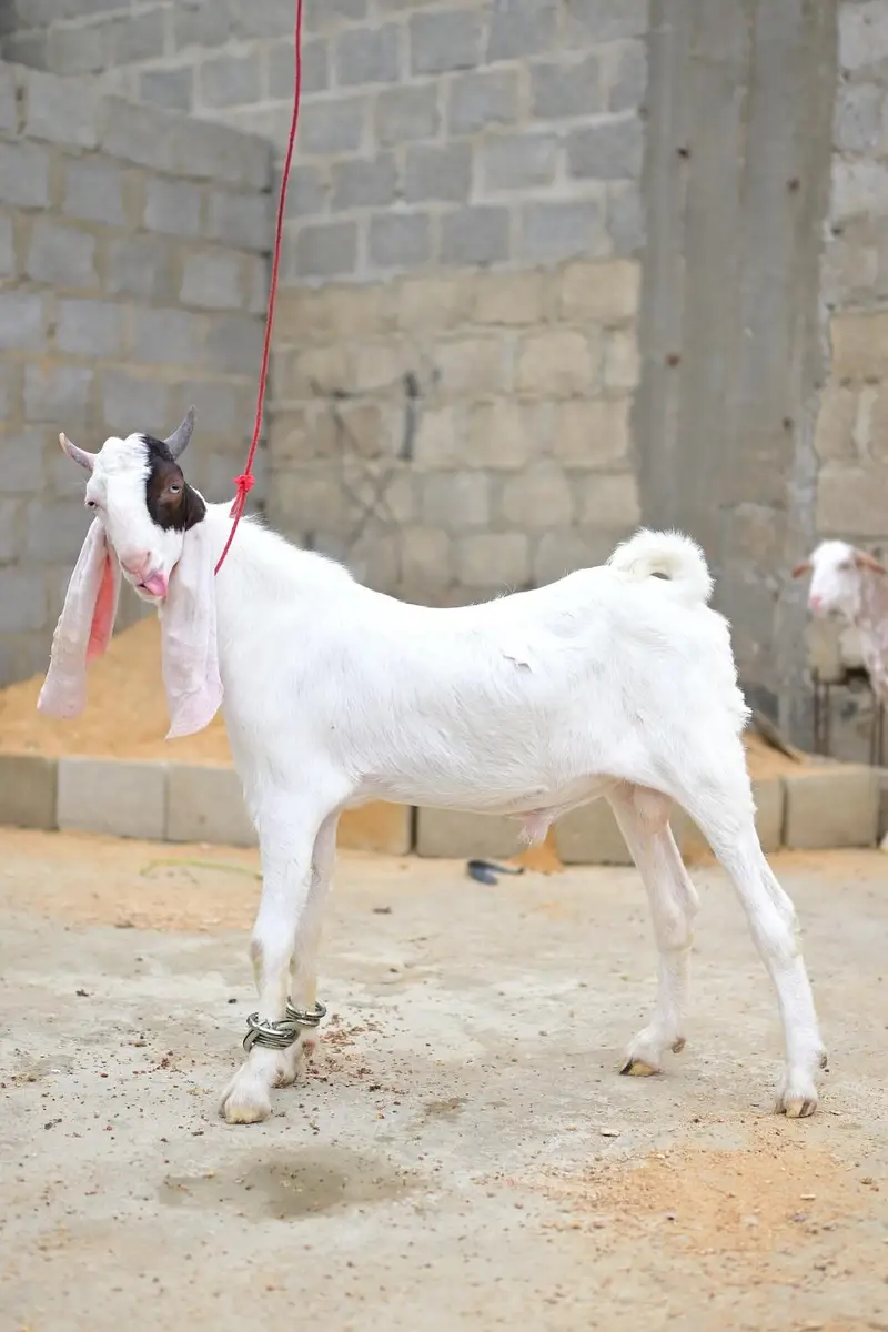 gulabi bakra sale — photo 3