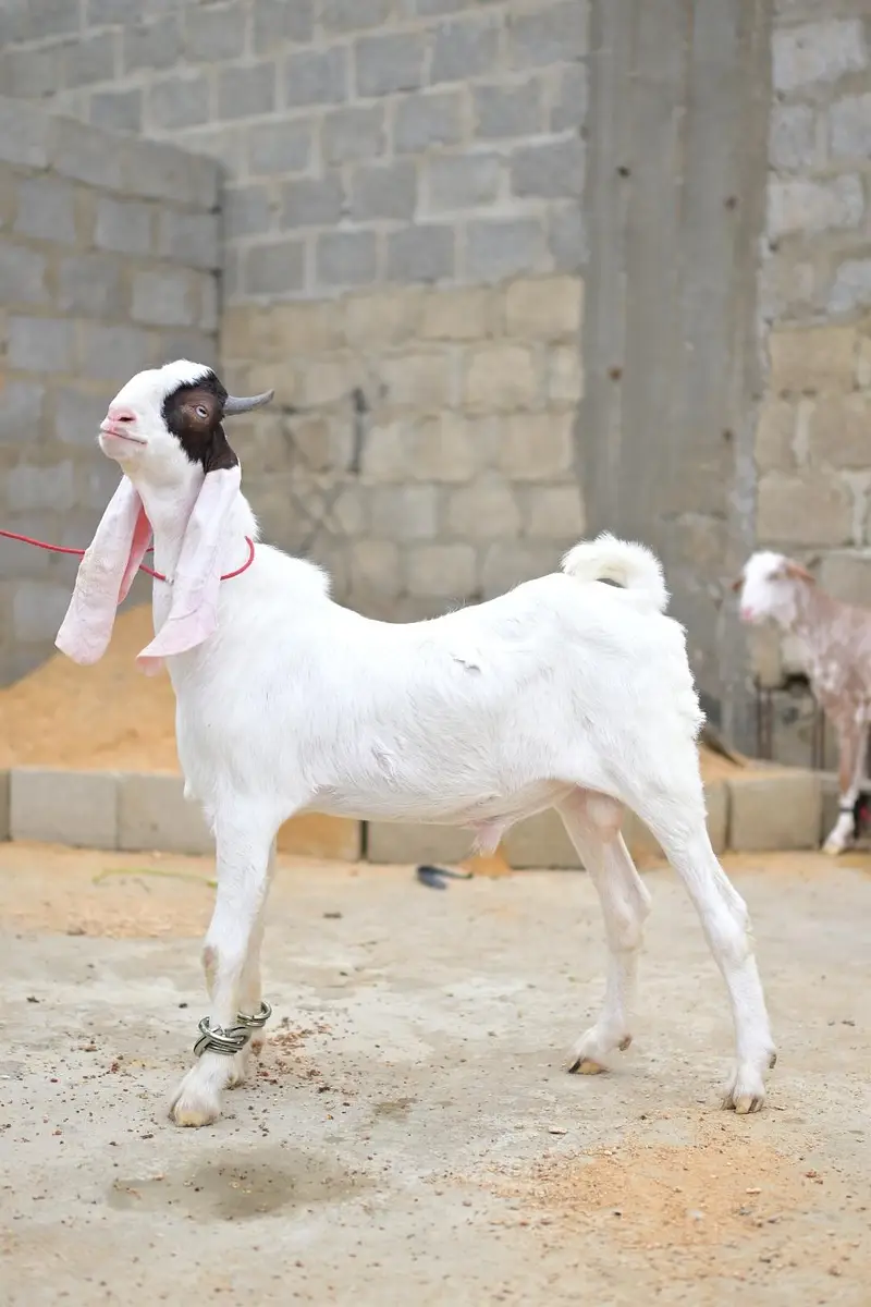 gulabi bakra sale — photo 4