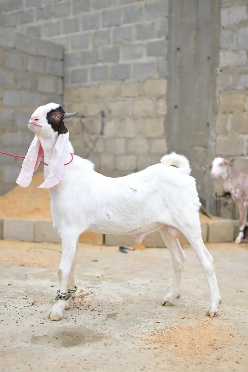 gulabi bakra sale — photo 5