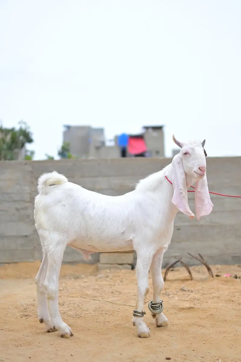 gulabi bakra sale — photo 7
