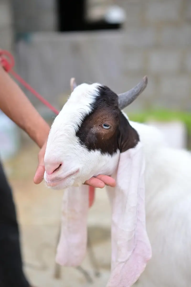 gulabi bakra sale — photo 8