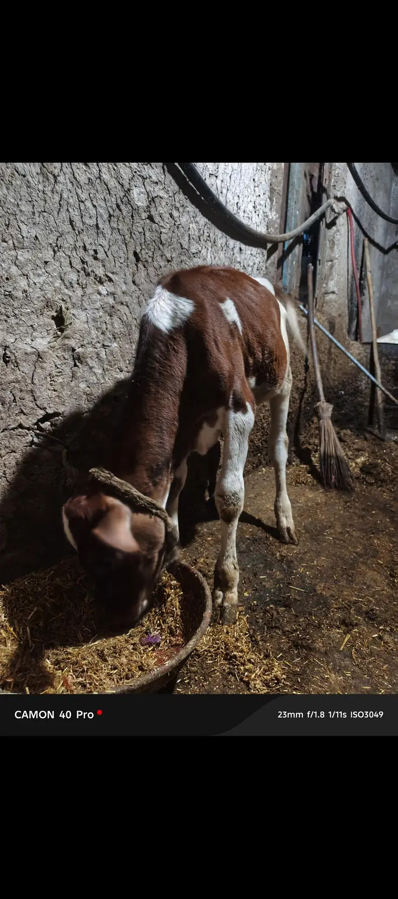 pure red freza wachi