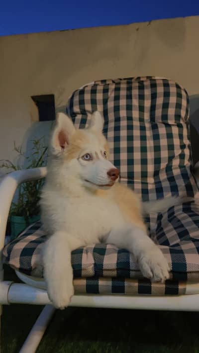 Beautiful vaccinated trained pupp for exchange