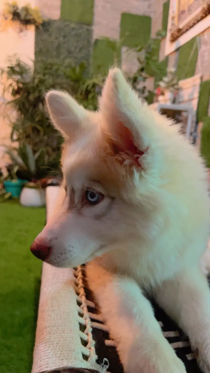 Beautiful vaccinated trained pupp for exchange — photo 2