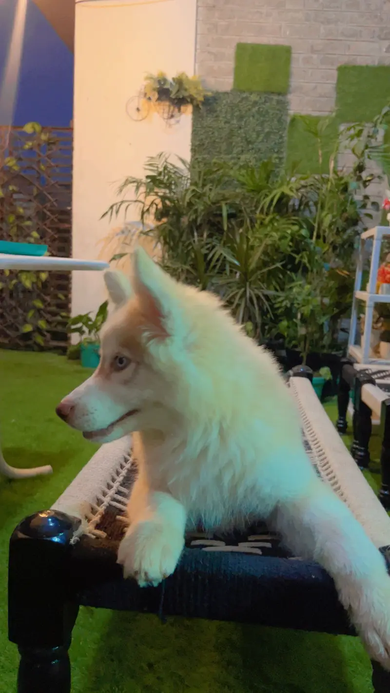 Beautiful vaccinated trained pupp for exchange — photo 4