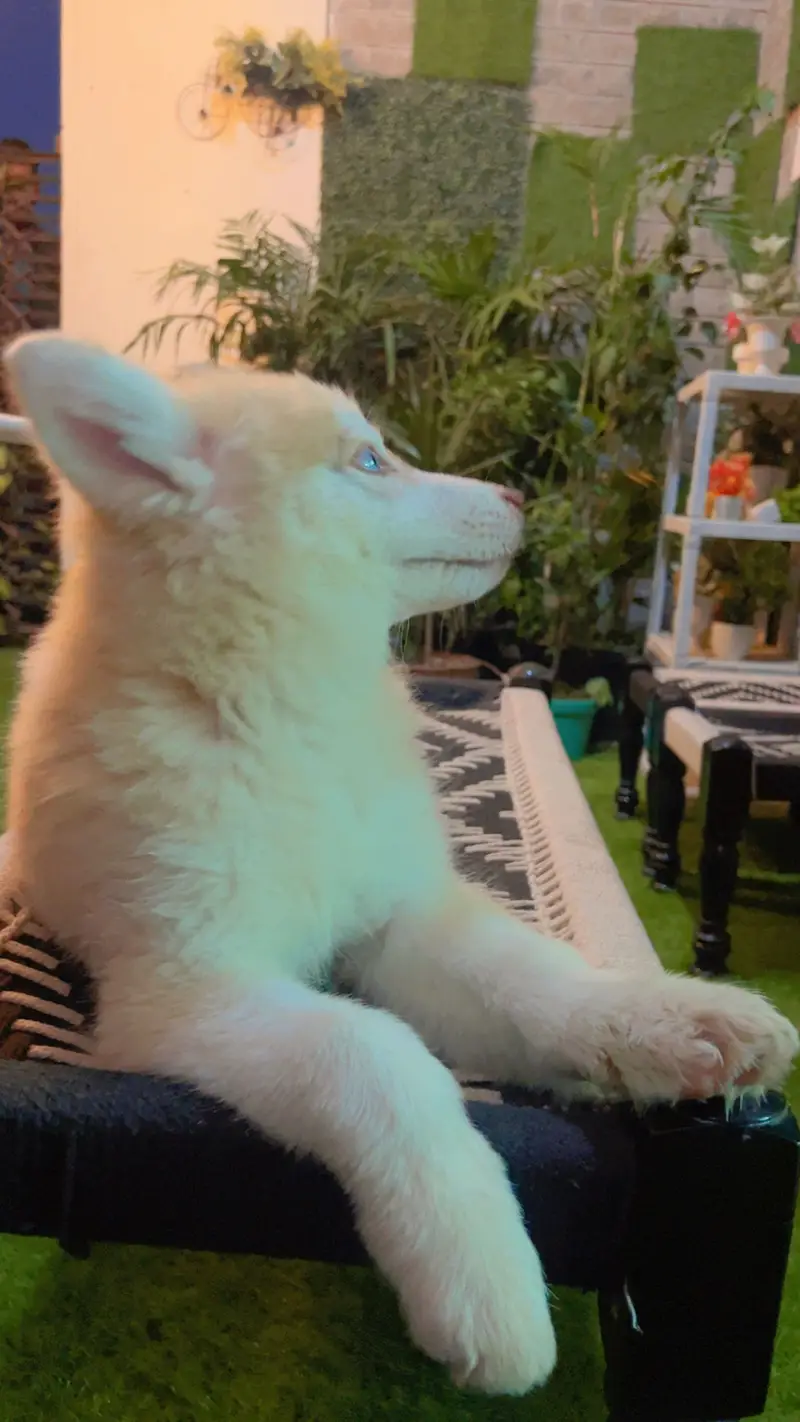 Beautiful vaccinated trained pupp for exchange — photo 6