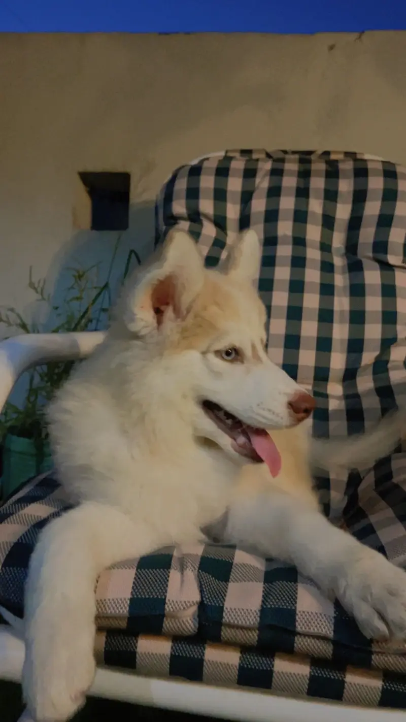 Beautiful vaccinated trained pupp for exchange — photo 7