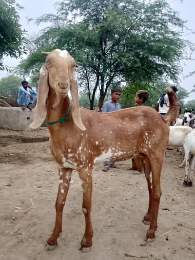 Pure Makki cheeni Bakri