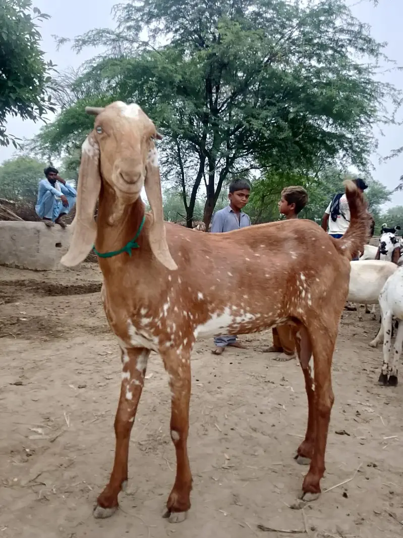 Pure Makki cheeni Bakri