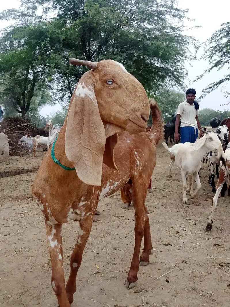 Pure Makki cheeni Bakri — photo 2