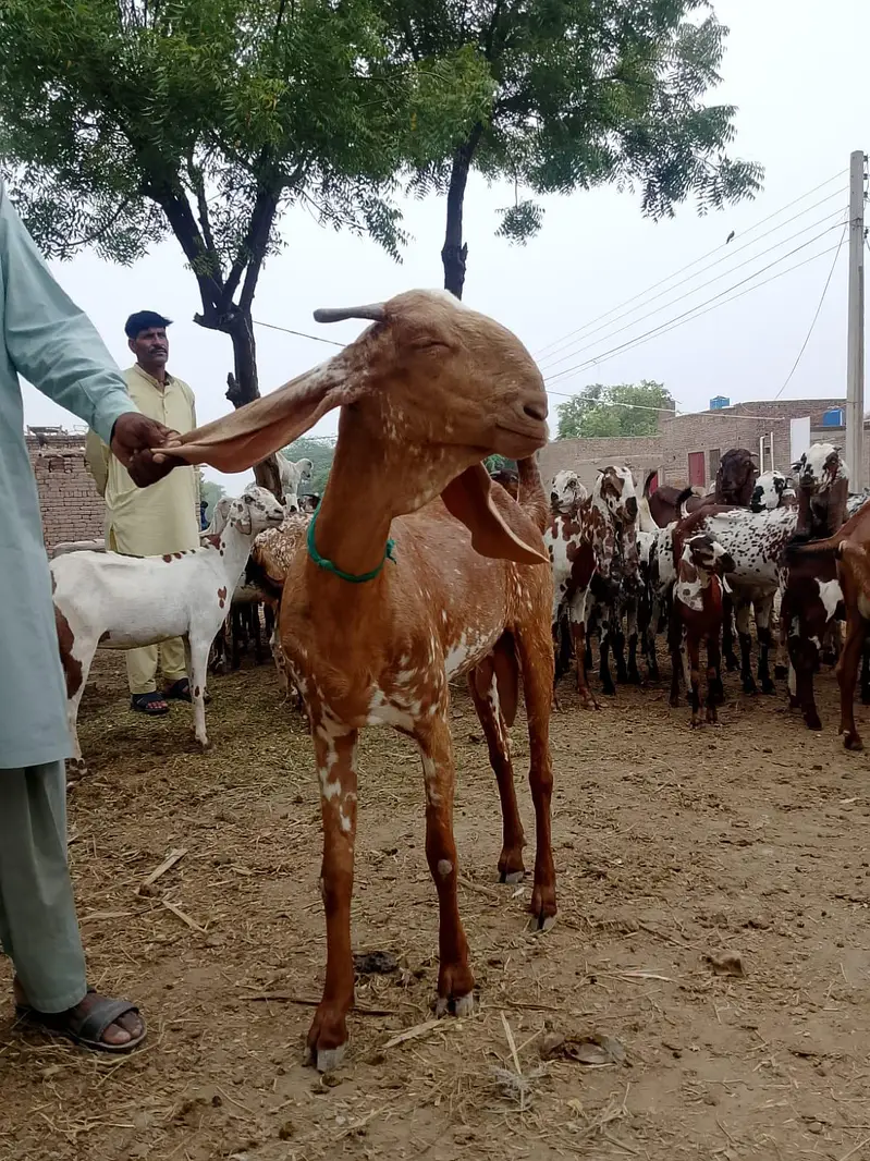 Pure Makki cheeni Bakri — photo 3