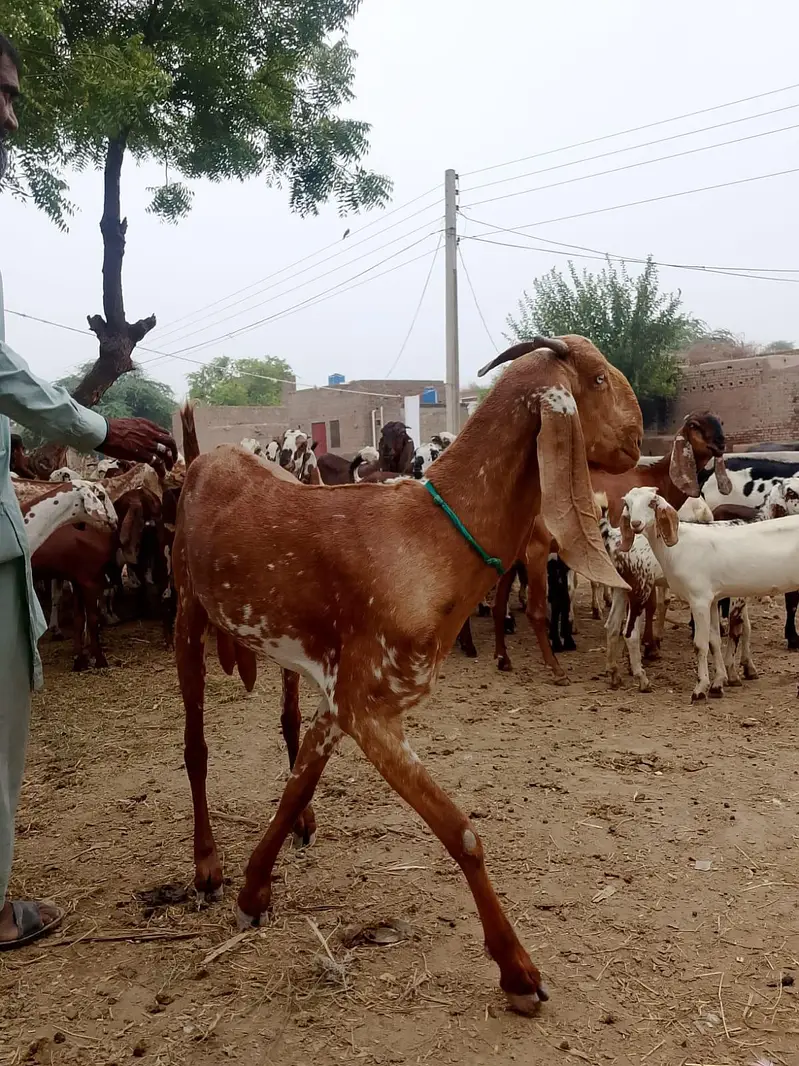 Pure Makki cheeni Bakri — photo 4