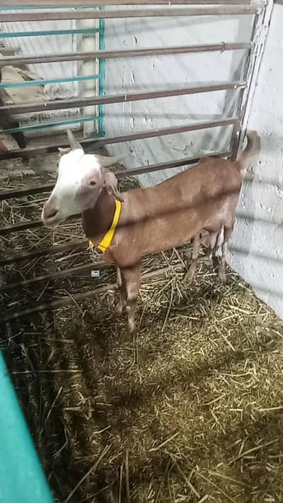teedy bakri
