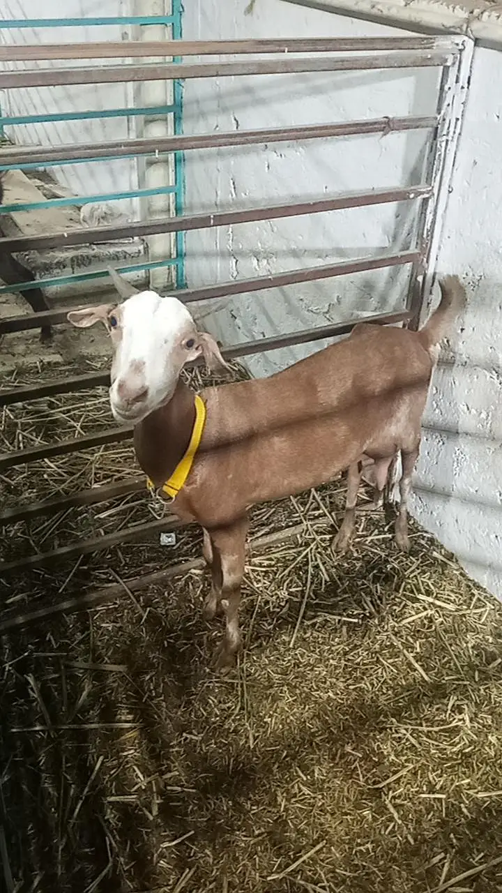 teedy bakri — photo 2