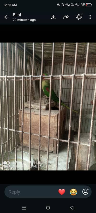 Raw talking breeders pair