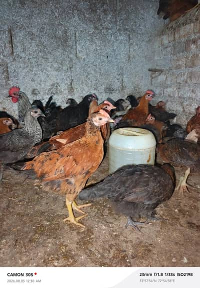 * FOR SALE - Golden Misri Chicks *