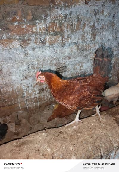 Golden Misri 1200 KG