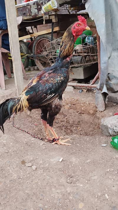 aseel sindhi jawa. long hight ka murga hai bnd joro mey