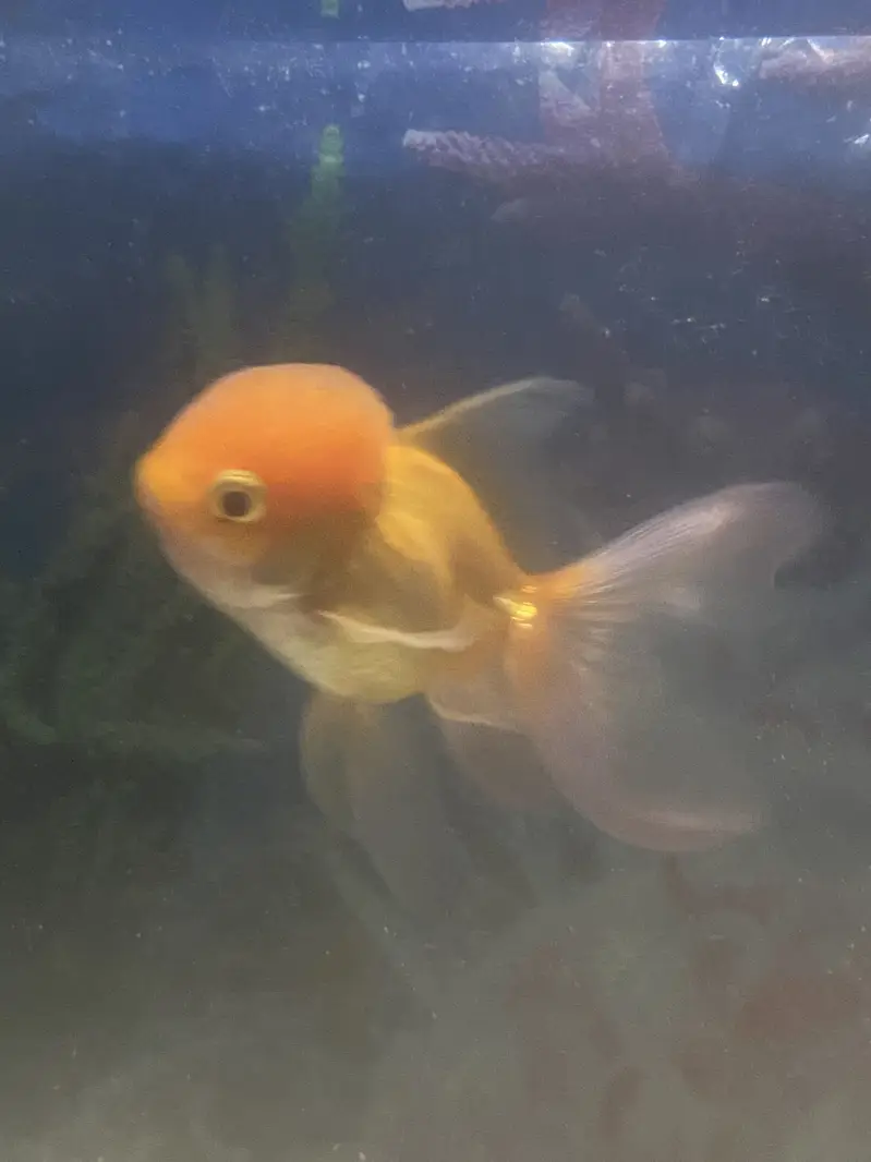 Goldfish Oranda