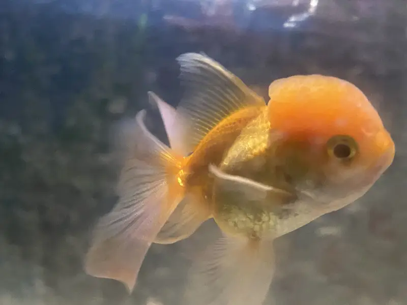 Goldfish Oranda — photo 2