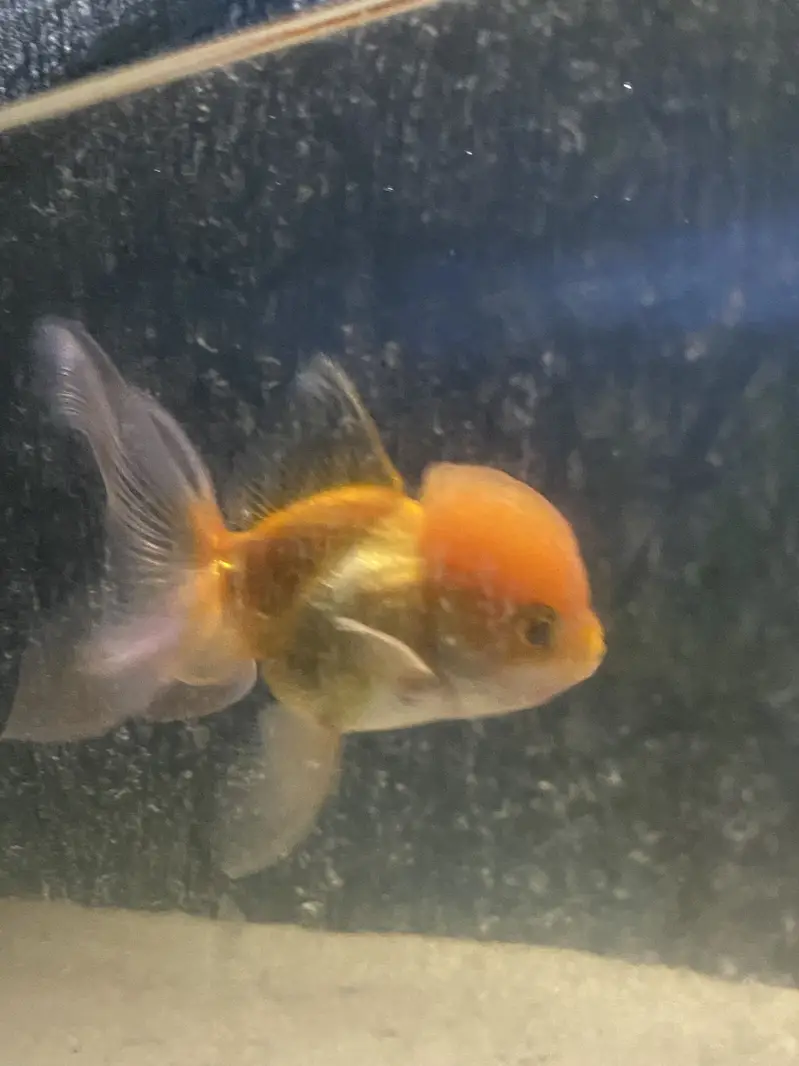 Goldfish Oranda — photo 3