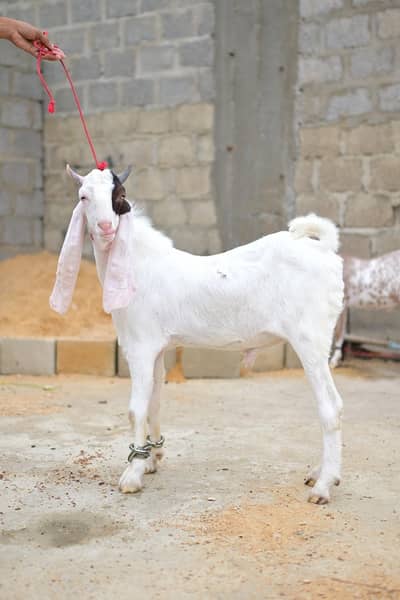 gulabi bakra